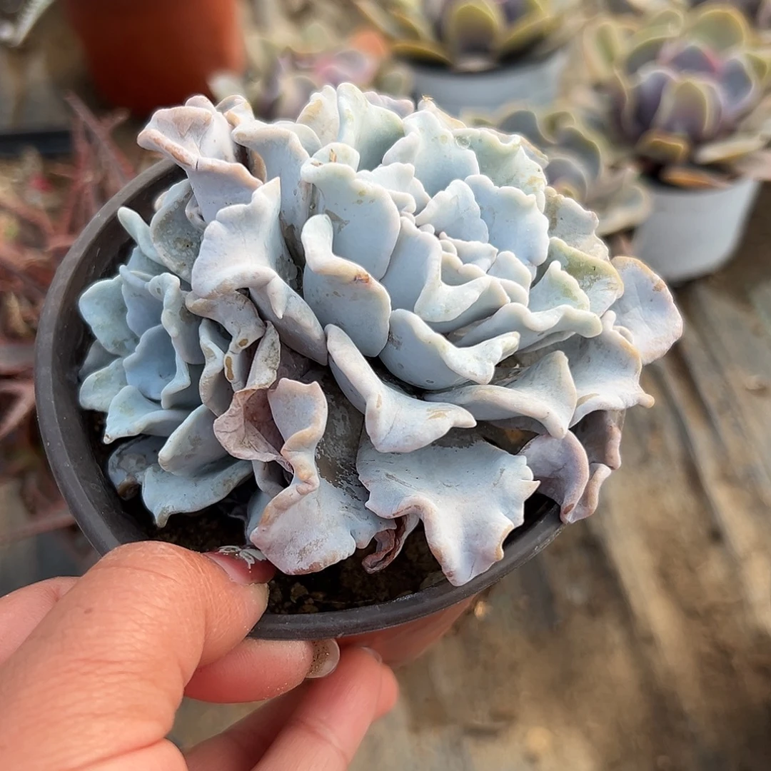 多肉植物白饺子皮