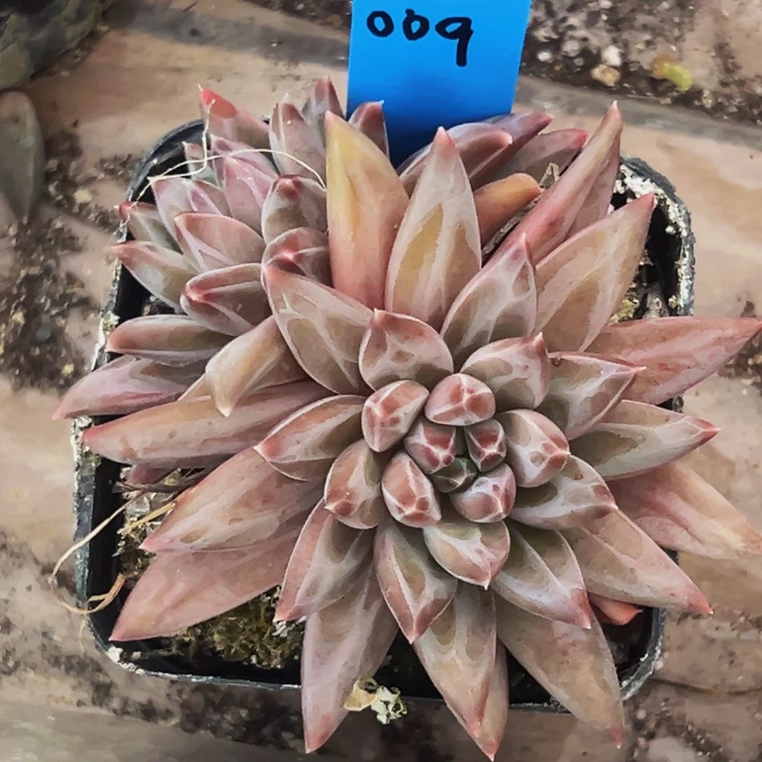 桔云多肉美人精品系列