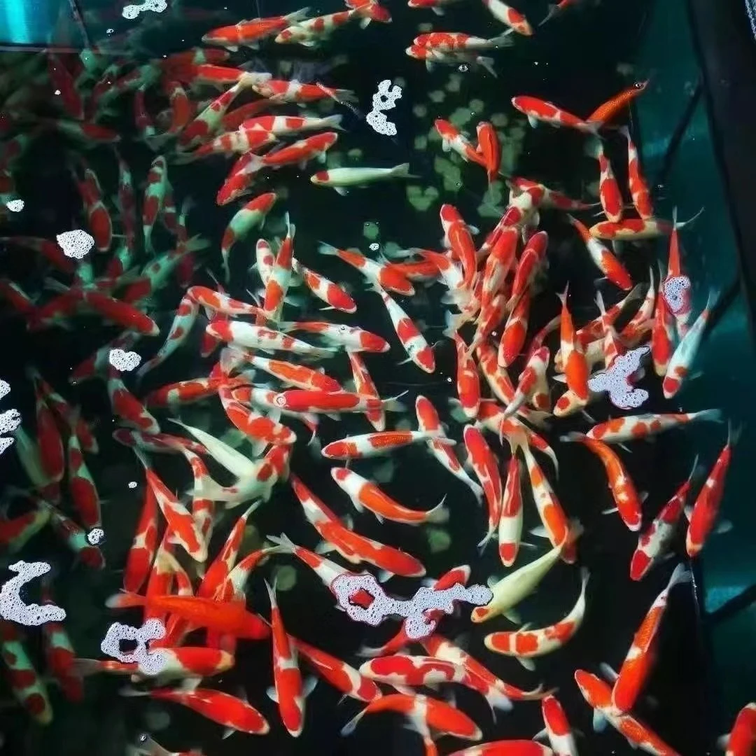 日系冷水观赏鱼耐寒冷水鱼锦鲤活鱼鲤鱼观赏鱼大正三色花色锦鲤