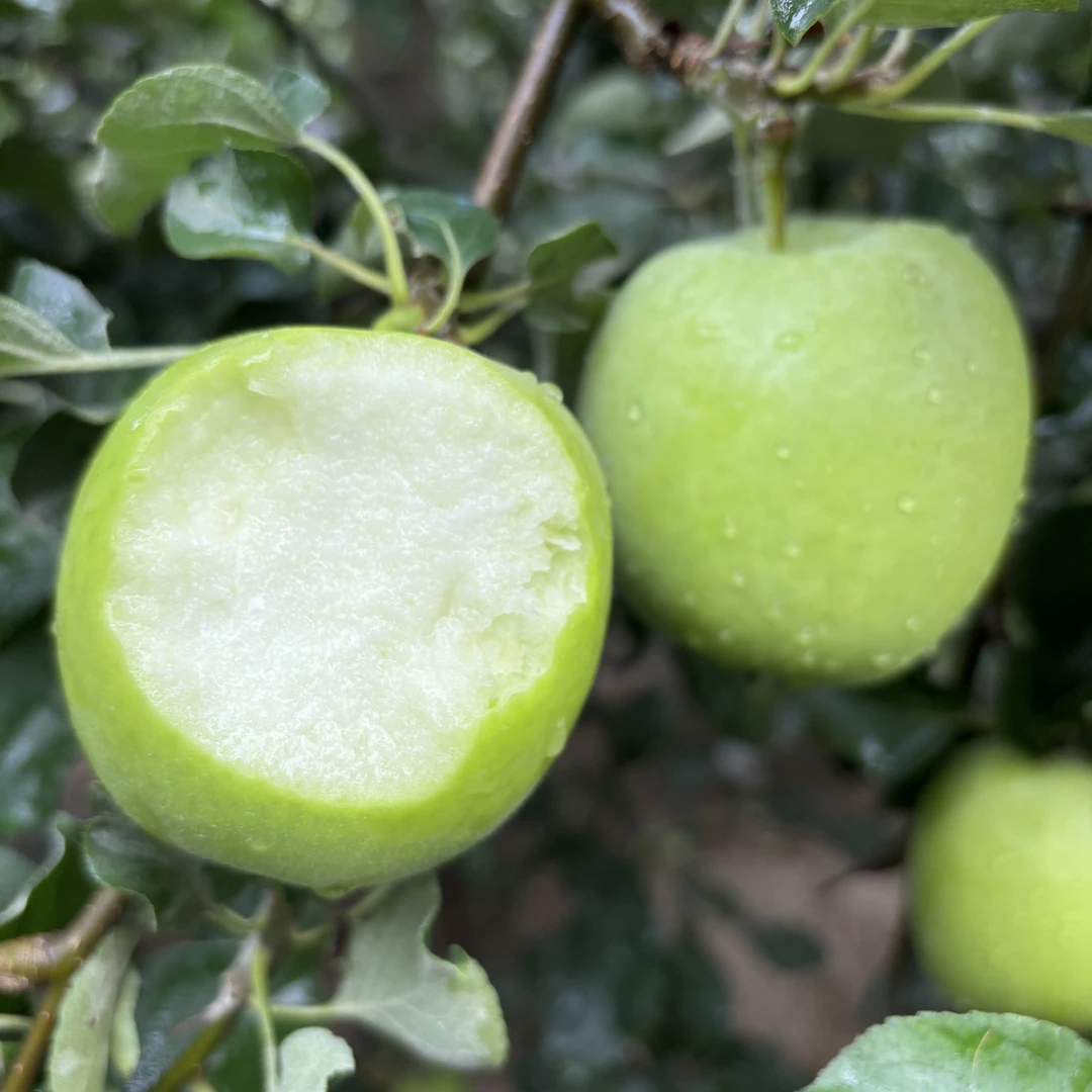 【仙女果】头茬新鲜酸甜爽脆青苹果，孕妈妈解馋的水果，现摘现发