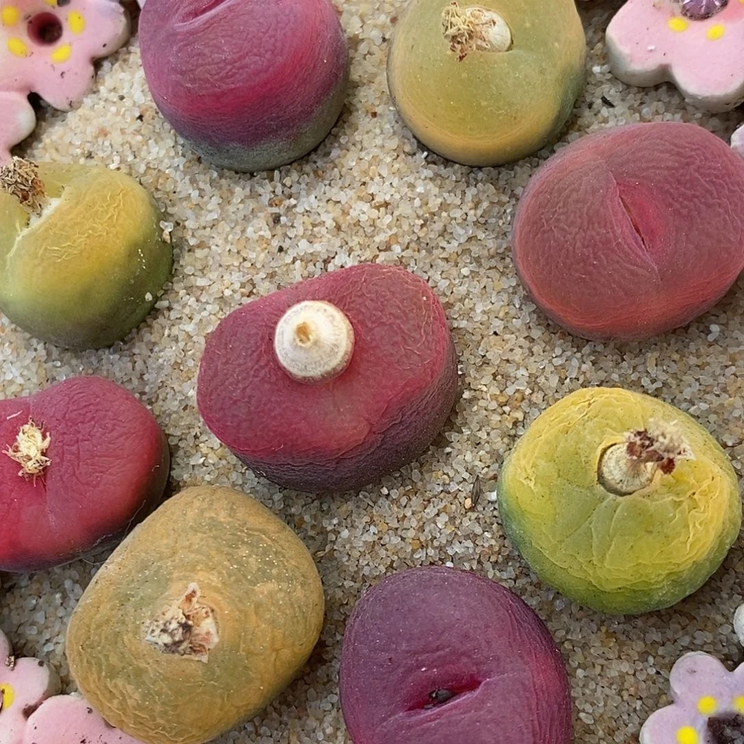 1871彩蟠桃一组。