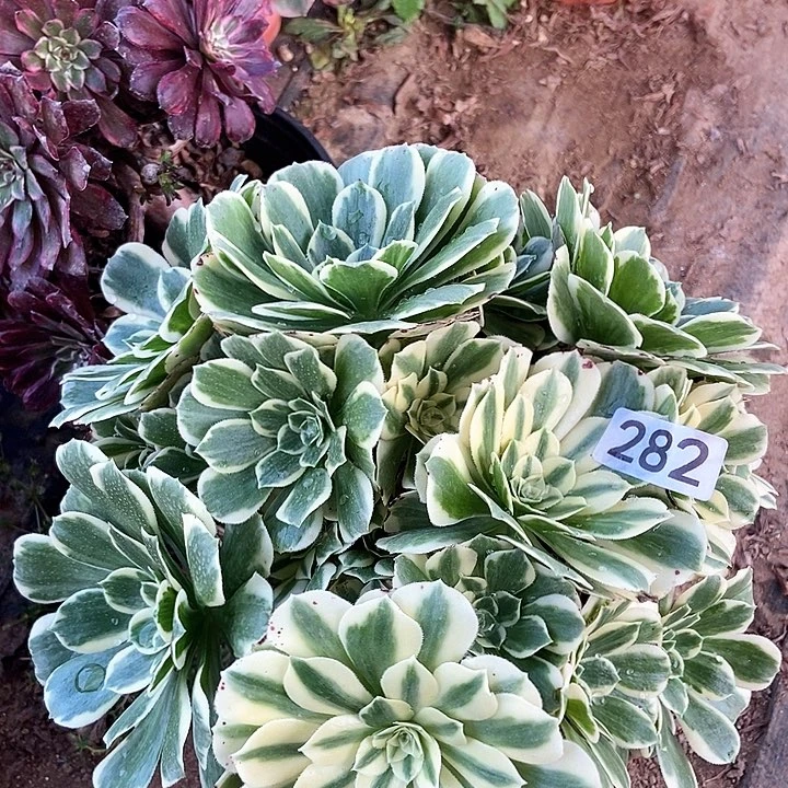 迈巴赫丛林282多肉不包断