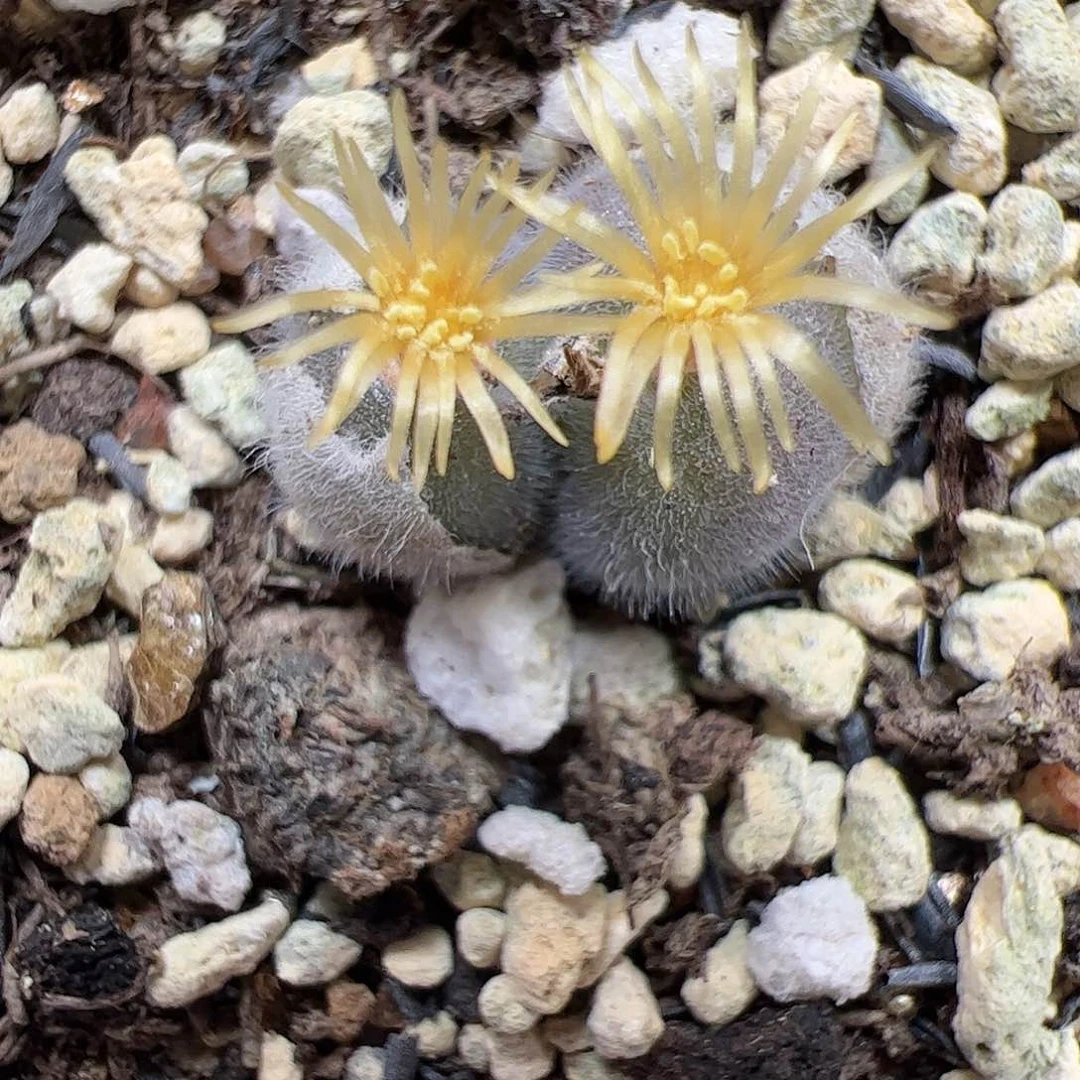 【闪购商品】90D毛球