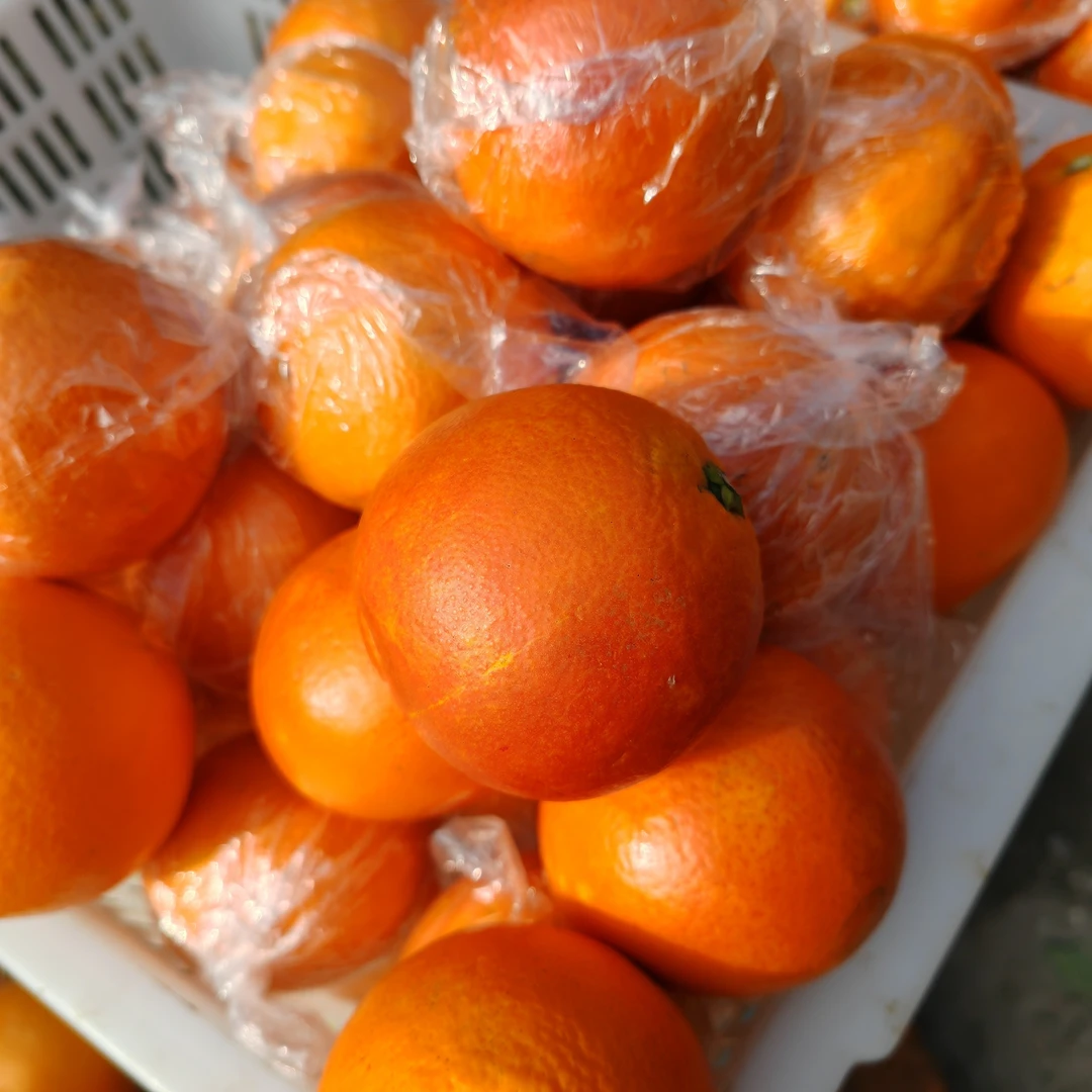 【爷爷家链接】竹邮助农爷爷家自产水果塔罗科血橙