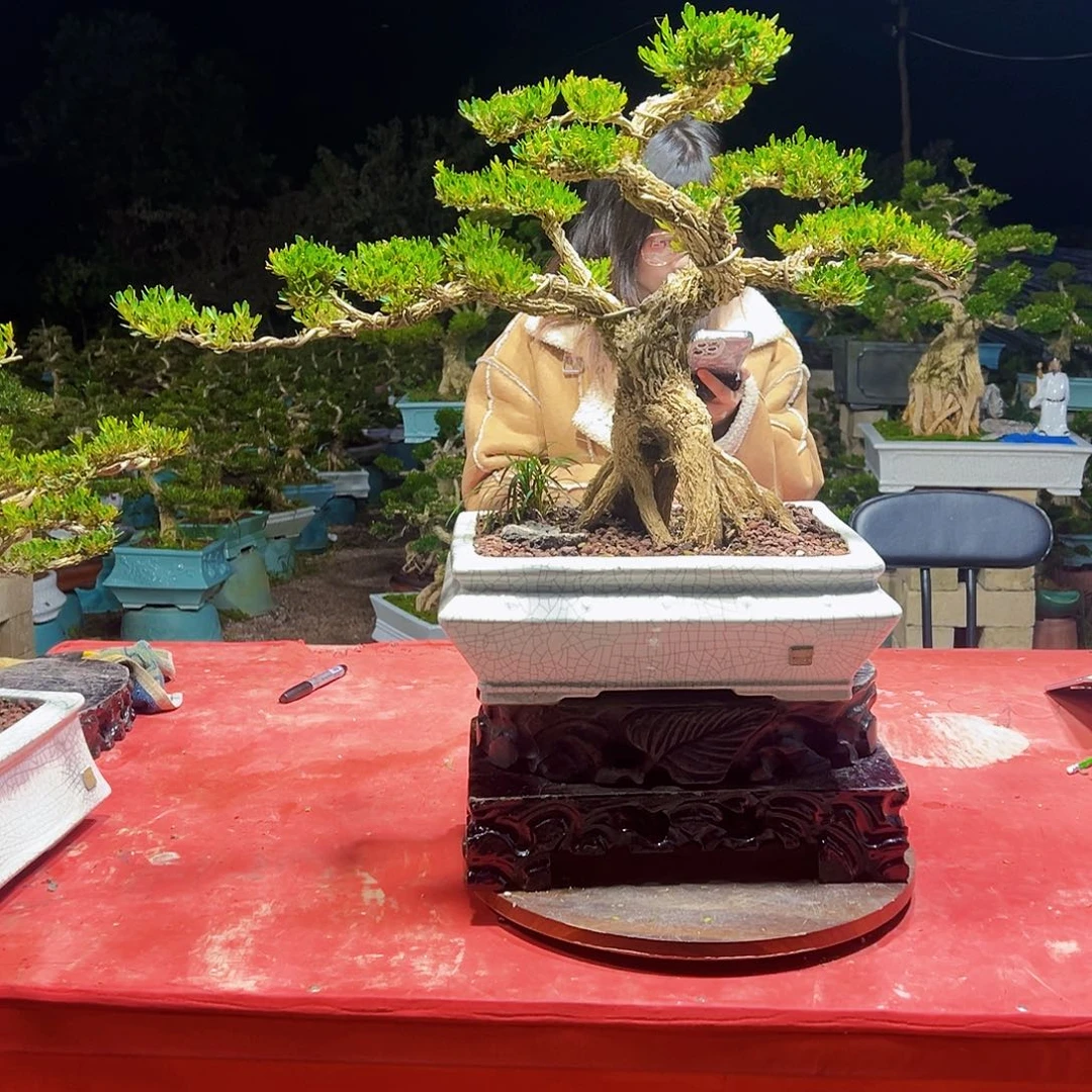 无花朵广东黄杨盆景