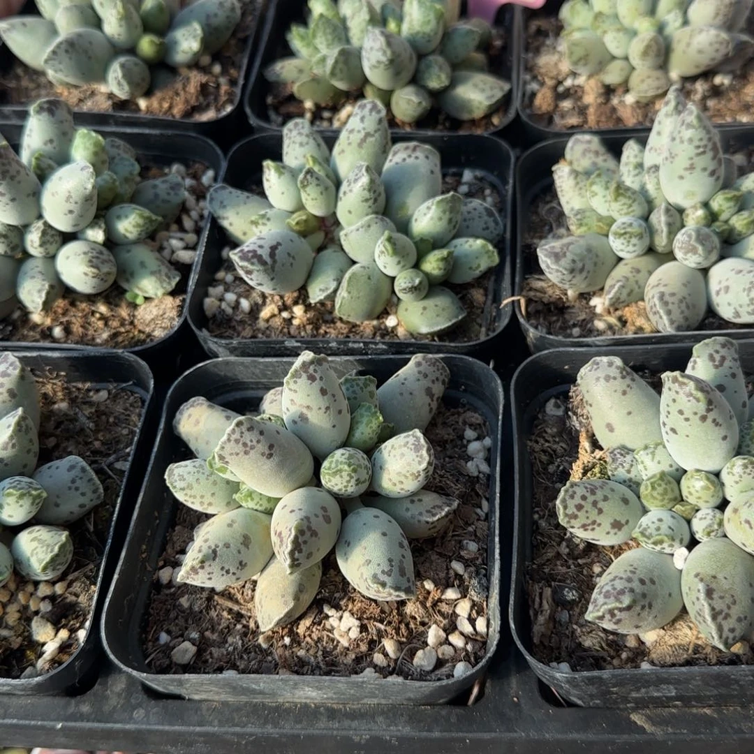 单颗白肌海豹量拍链接