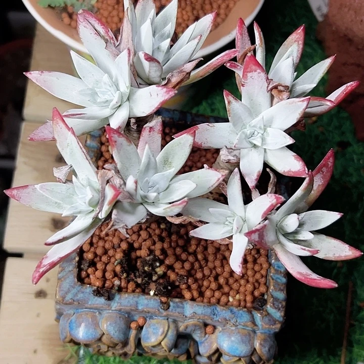 小鹿多肉一物一拍流丹白豪