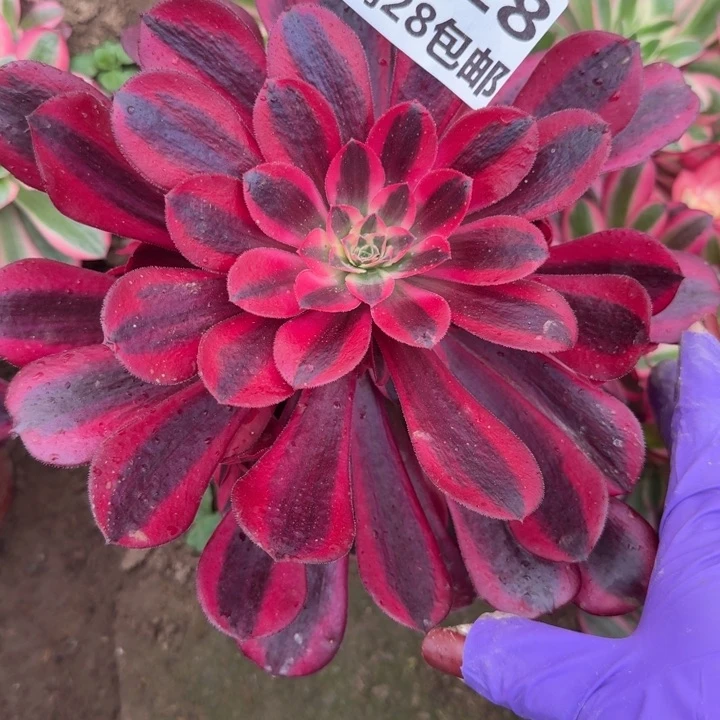 5418二号棚美杜莎J