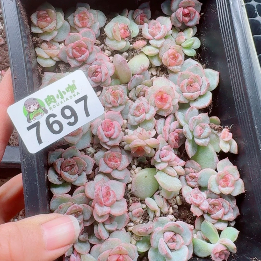 今***丶多肉植物多肉植物