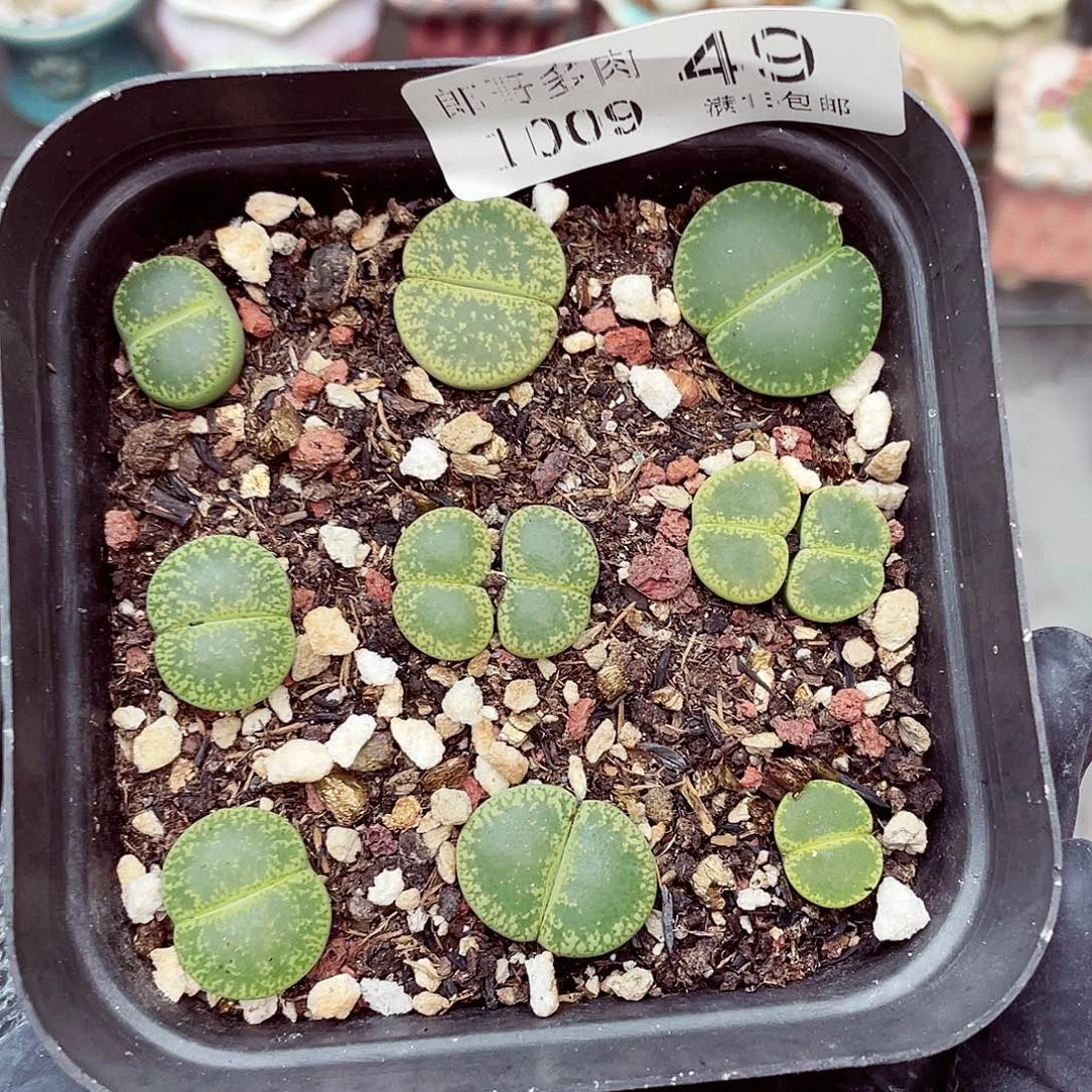 生石花满18包邮1009-49