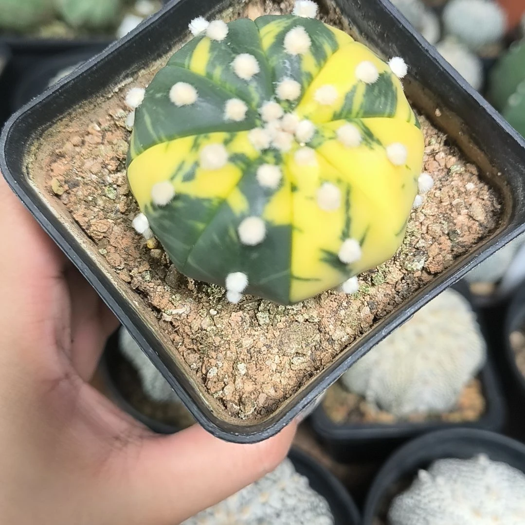 兜锦5.3一物一拍脱土发货