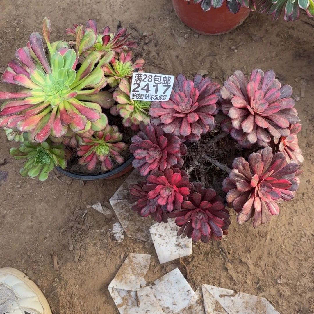 M. 2417两颗多肉112233