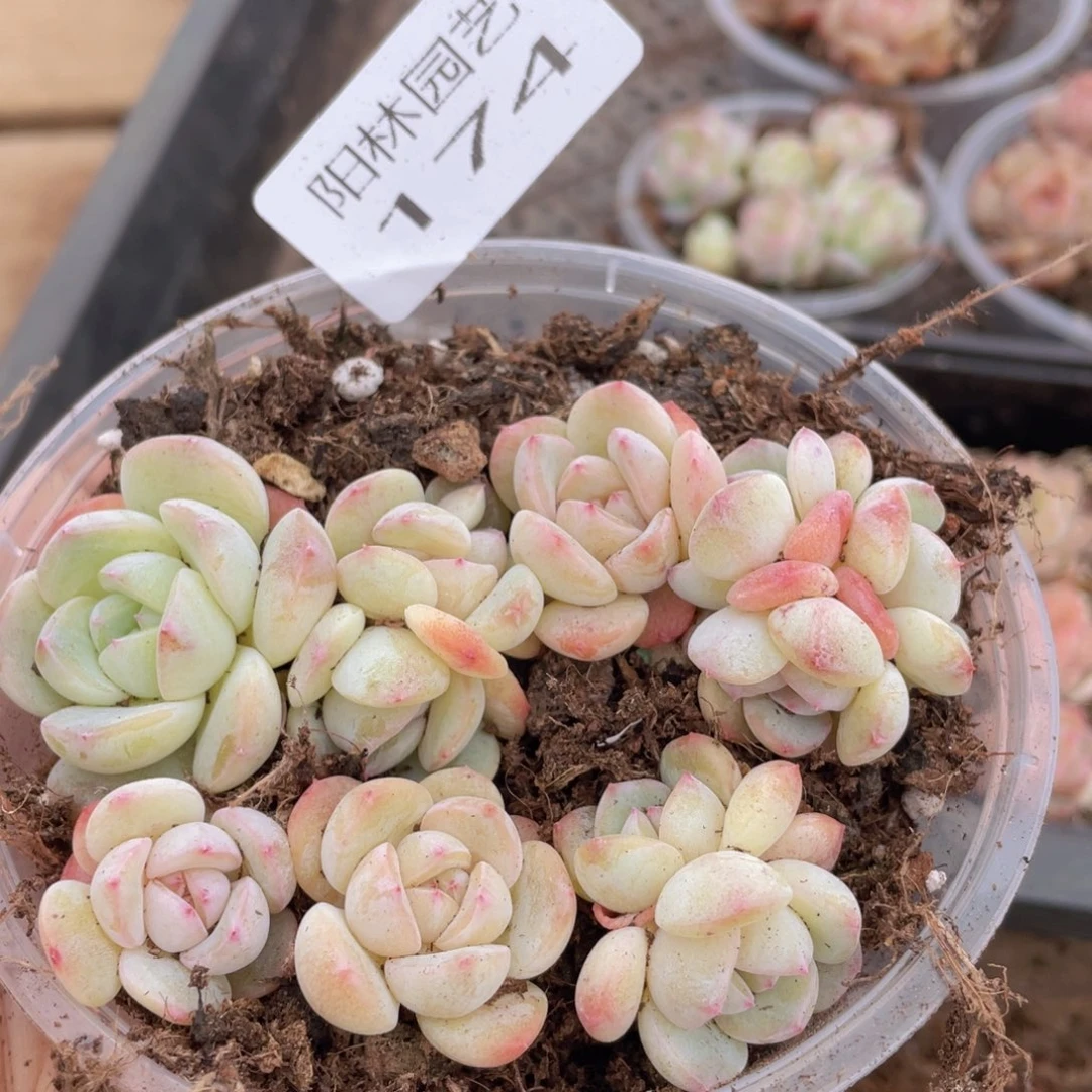 多肉植物多肉植物174