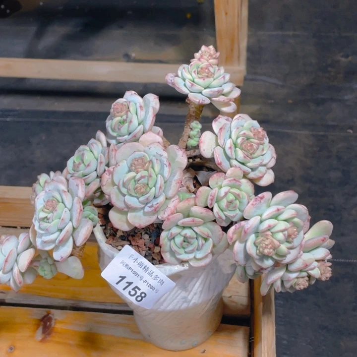 谢谢你的支持00000001158