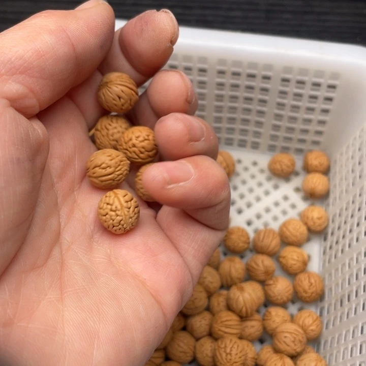 B***n散籽批发小桃核70