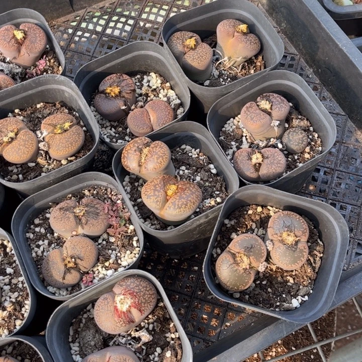 双头日轮8888888888