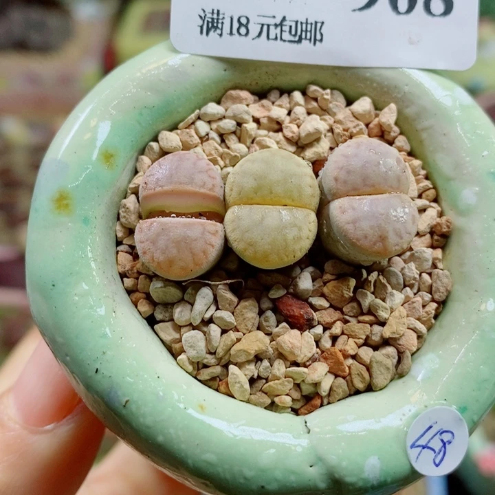 生石花花花花花花花908