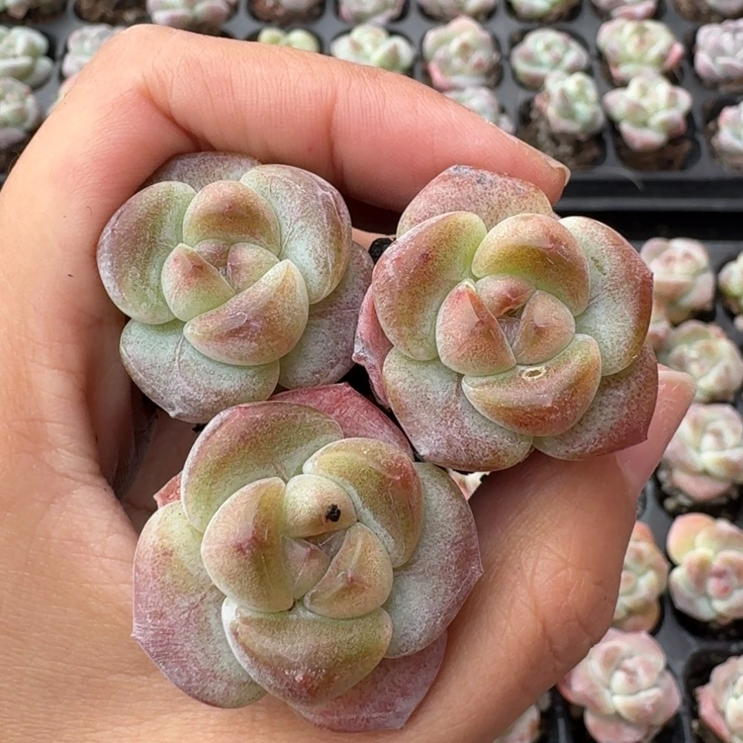 01号到手6颗，江北多肉