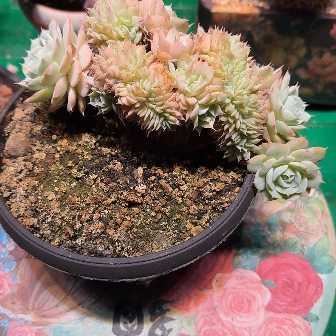多肉植物多肉植物