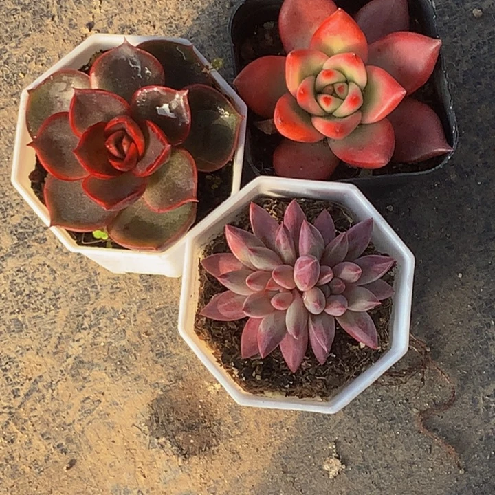 虞美人双头   弗兰克  红灯