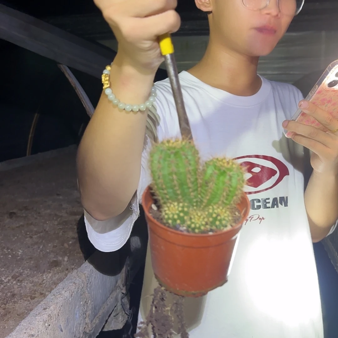 无花朵仙女保两个头发货，不保高度