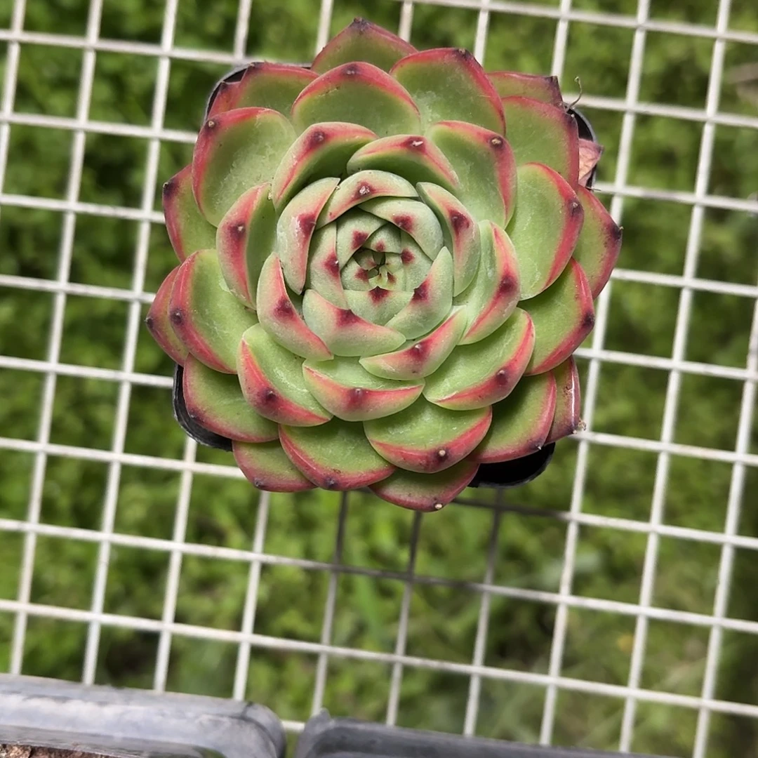 月亮石大单头7㎝盆参考