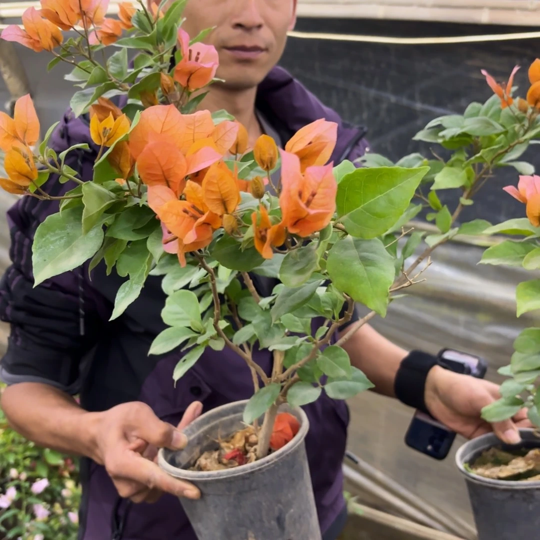 完全开放（变色龙）三角梅会落花落叶会光杆苗有大有小