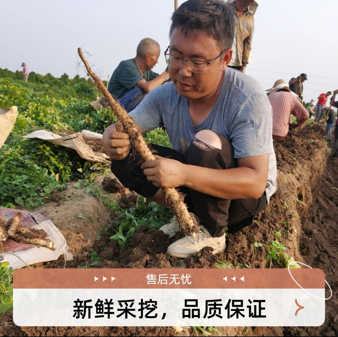 河南温县垆土铁棍山药新鲜现挖粉糯香甜滋补养生食材