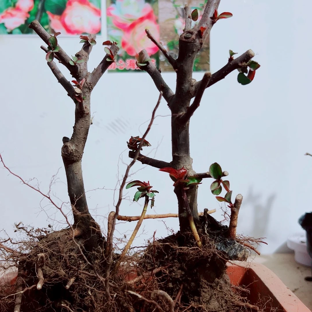 用***4完全开放初心海棠花一物一拍