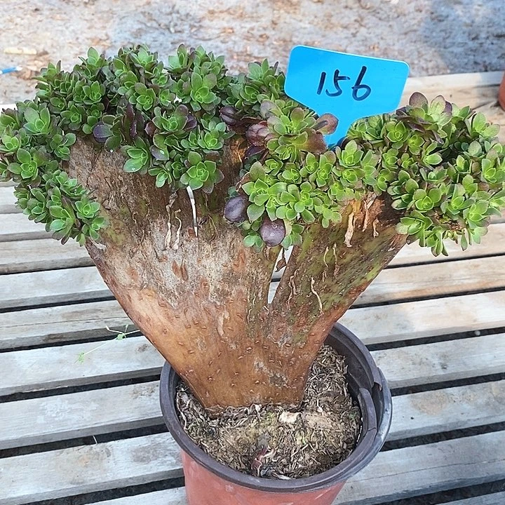 156 一颗法师zhuihua