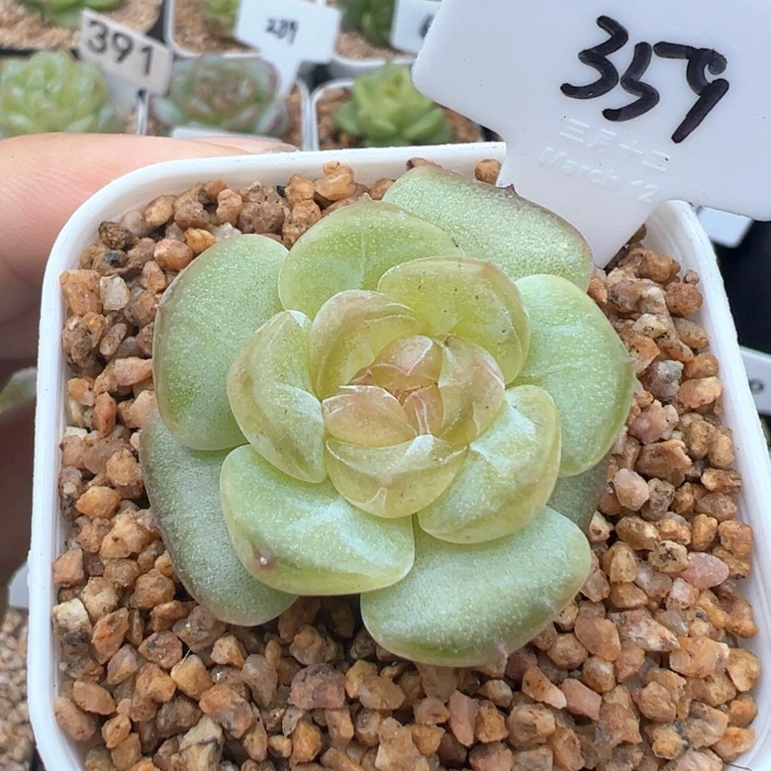 359号朗月 晗雨多肉