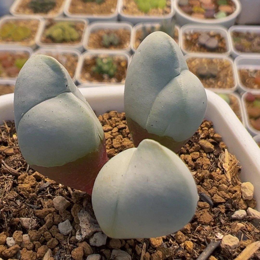 83多肉植物百科白魔