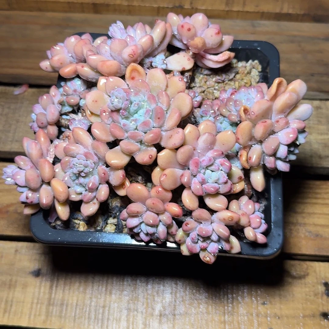 蔡*猫多肉植物不带盆发货