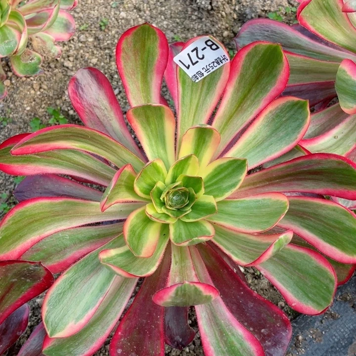 271红膜女多肉12345678