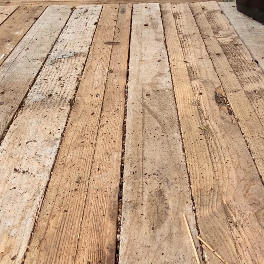 游**白枝干番杏多肉植物寄养发货（送两包土）