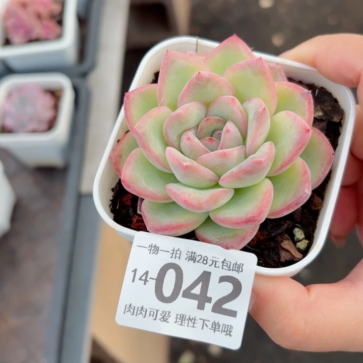 泡芙多肉无盆土发货多