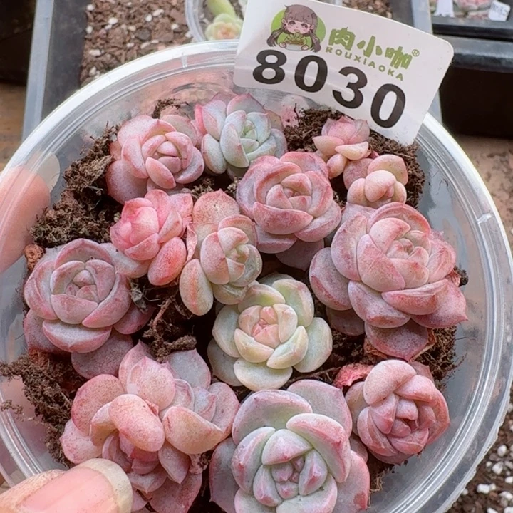 多肉植物多肉植物