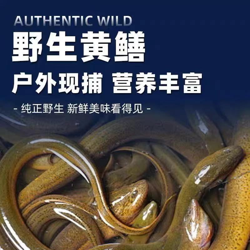 本地新鲜鳝鱼批发活发顺丰包邮