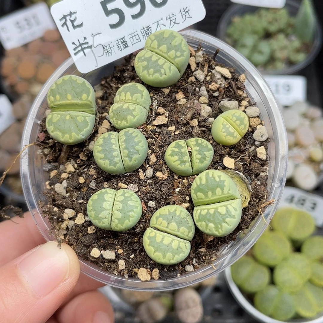 596000000花花花花花