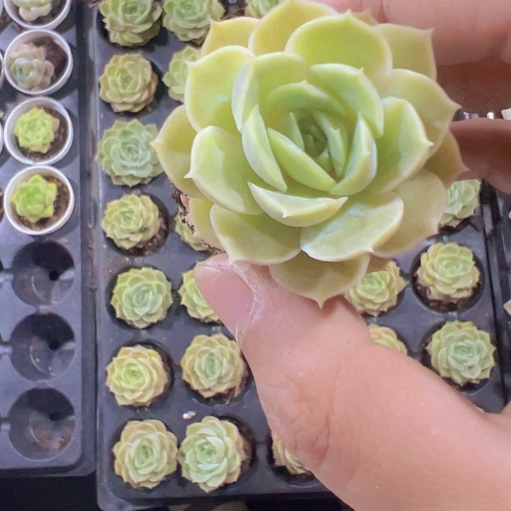 昂斯诺精品多肉植物