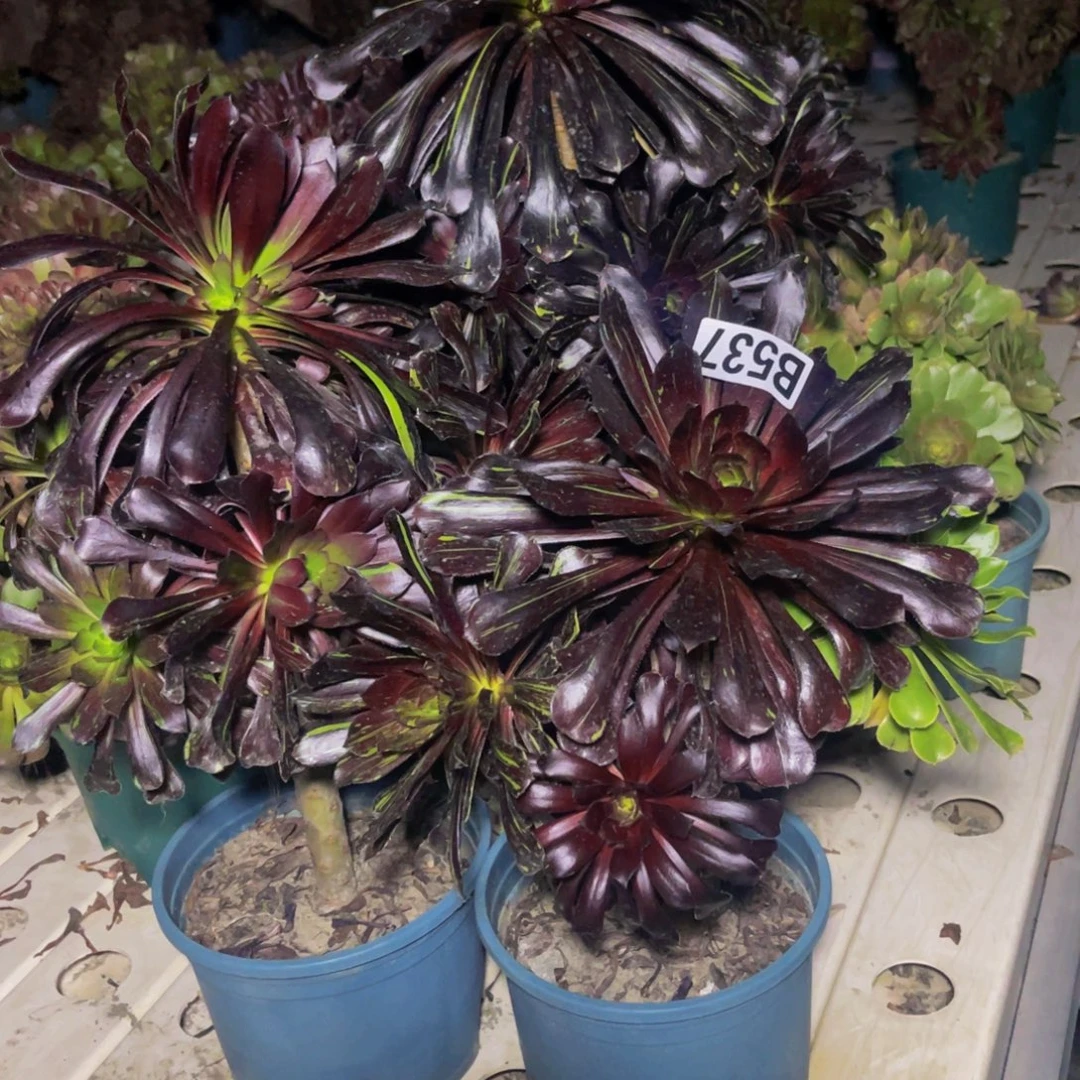 三盆法师7///32包邮