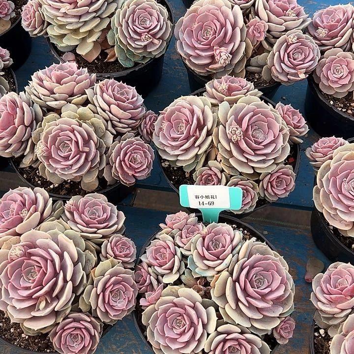 14.69紫粉一个多肉植物