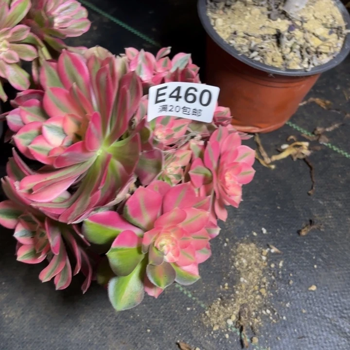 瑞妈一物一拍460