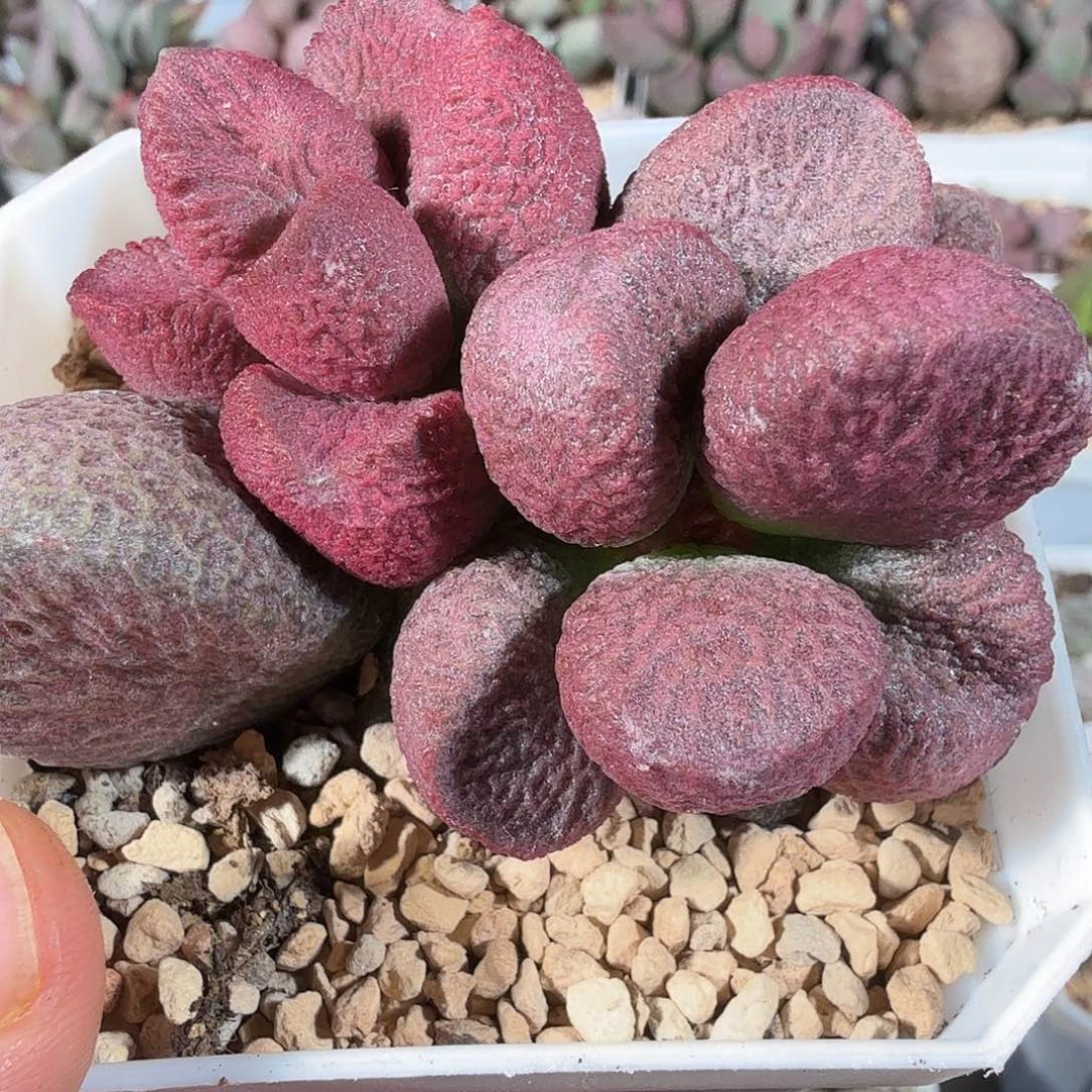 红烧肉
