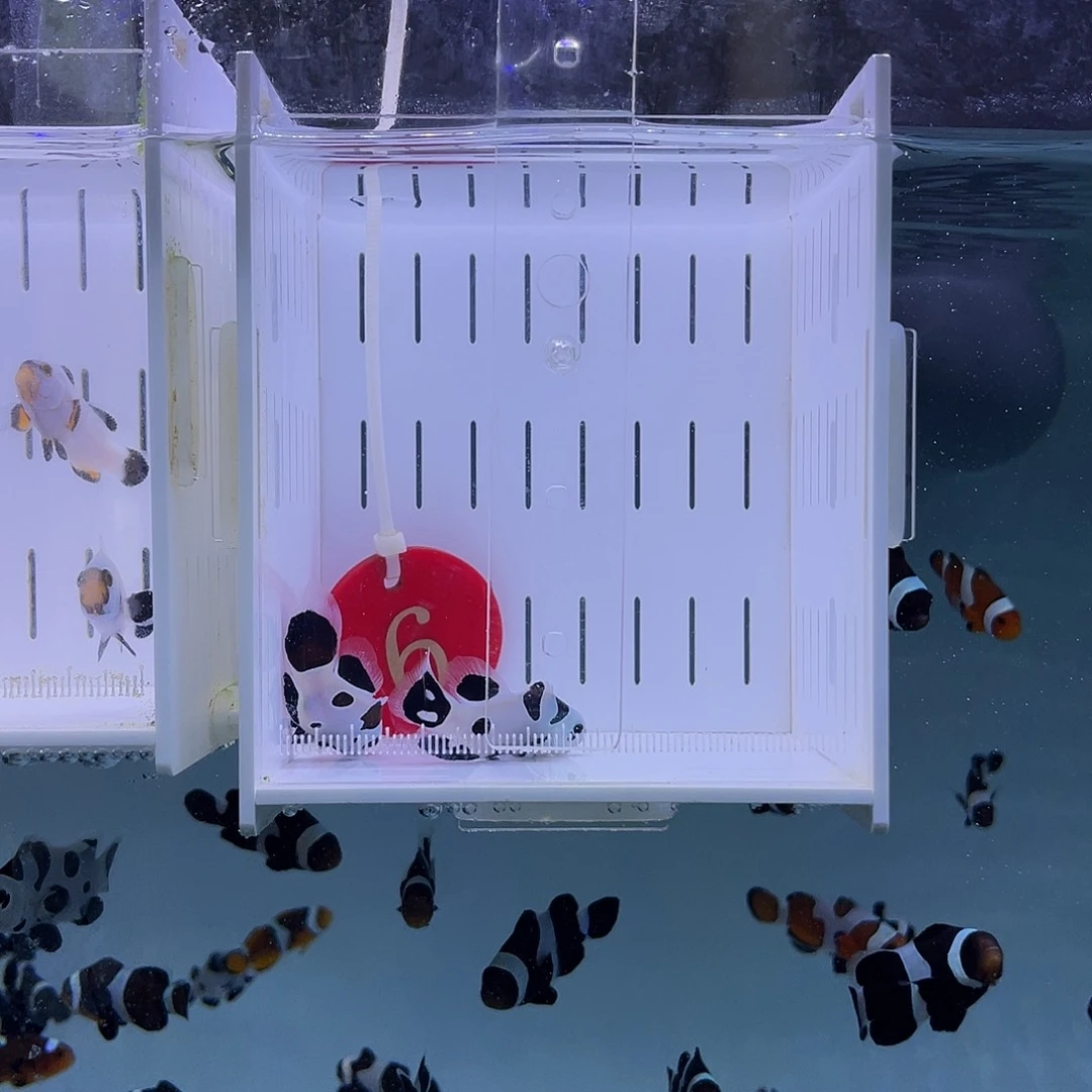 海水鱼熊猫礼服4+