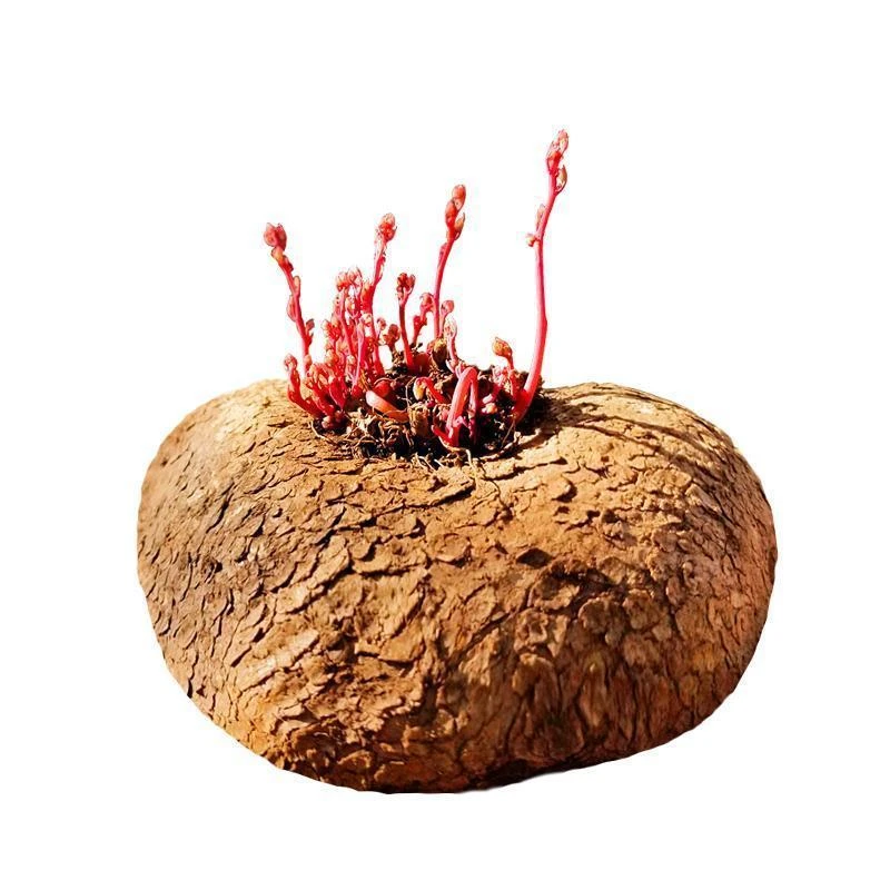 山乌龟金不换室内水培植物盆栽爬藤圆叶观叶绿植适合阳台客厅