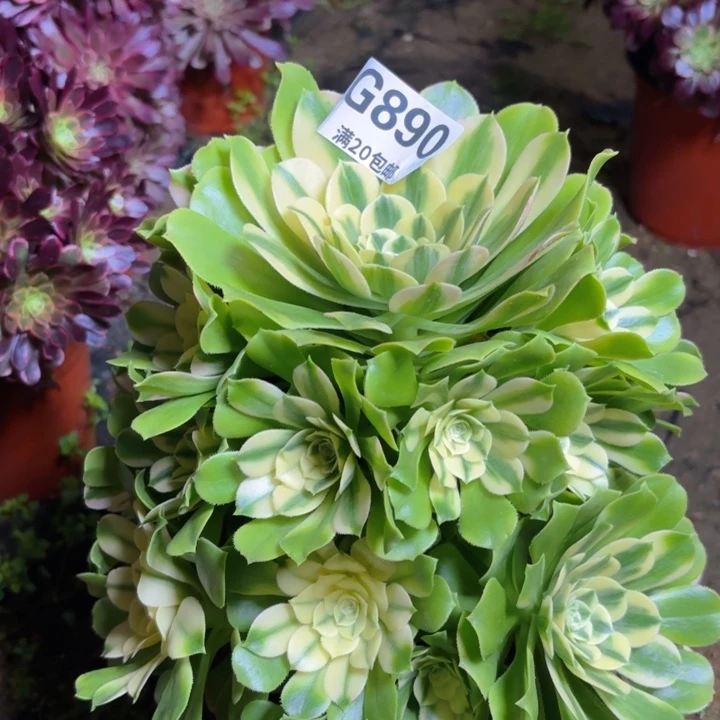 瑞妈多肉1.31.890