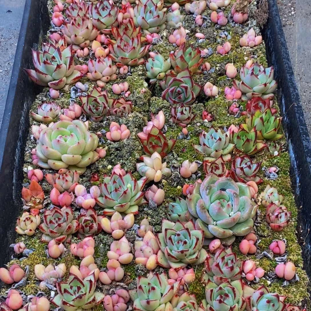 031多肉植物保护研究所所长助理