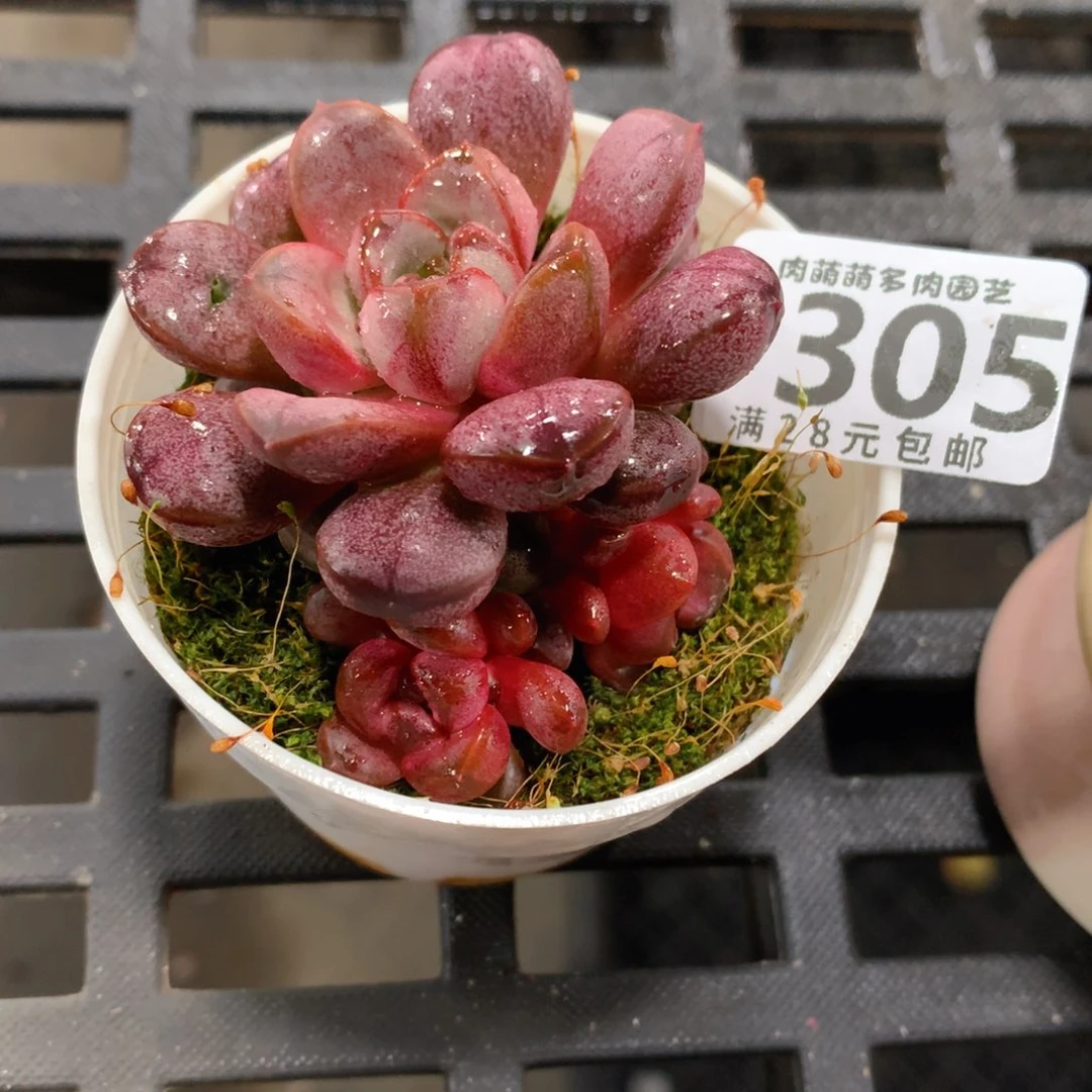 肉萌萌拇指盆精控多肉YT305