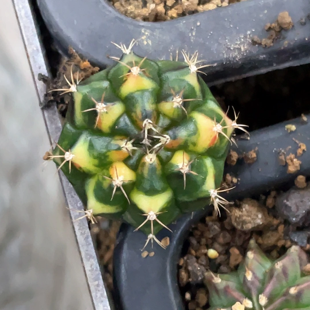 无花朵泰系神品侧，三角猫眼背